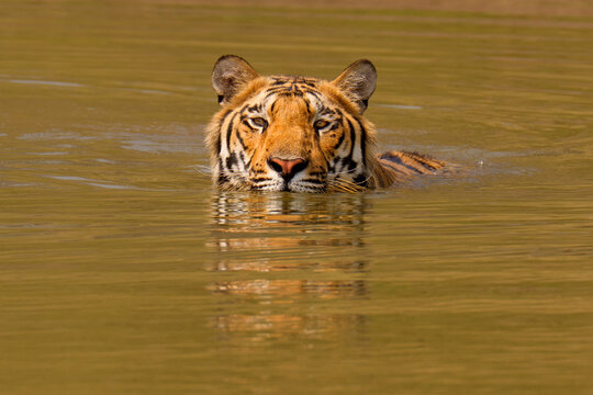Bengal tiger (Panthera tigris tigris) male, swimming in river, Satpura National Park, Madhya Pradesh, India. 