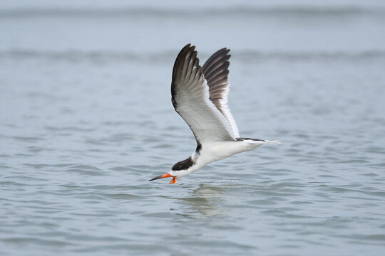 Black skimmer (Rynchops niger) in feeding flight at dusk, Florida, USA. February. 