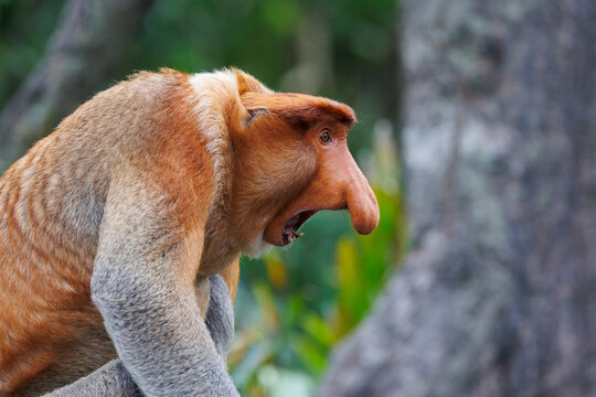 Proboscis monkey (Nasalis larvatus) male, displaying aggression towards another male, Labuk Bay Sanctuary, Sabah, Borneo. Endangered. 