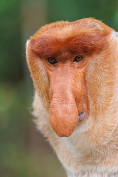 Proboscis monkey (Nasalis larvatus) male, head portrait, Labuk Bay Sanctuary, Sabah, Borneo. Endangered. 
