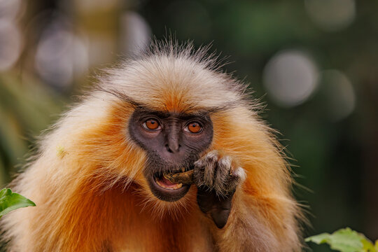 Gee's golden langur (Trachypithecus geei) eating, head portrait, Manas National Park, Assam, India. Endangered. 