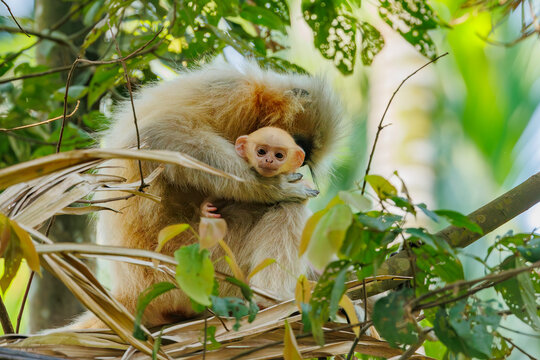 Gee's golden langur (Trachypithecus geei) female with infant sitting in tree, Manas National Park, Assam, India. Endangered. 