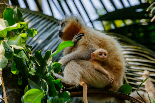 Gee's golden langur (Trachypithecus geei) female with infant sitting in tree, Manas National Park, Assam, India. Endangered. 