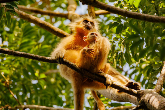 Gee's golden langur (Trachypithecus geei) female with infant sitting in tree, Manas National Park, Assam, India. Endangered. 