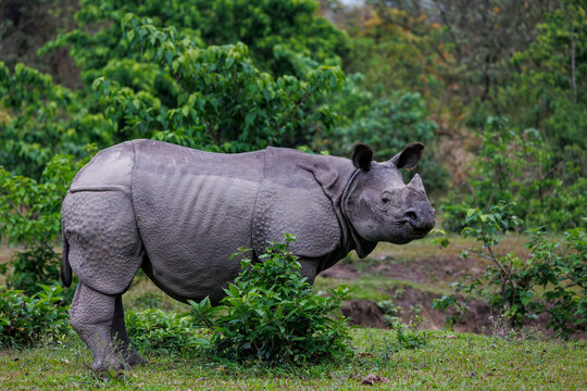 Indian rhinoceros (Rhinoceros unicornis) portrait, Manas National Park, Assam, India. 