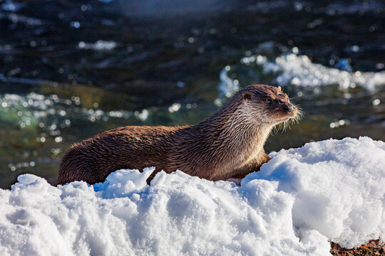European otter (Lutra lutra) on snow-covered riverbank, Riano, Province of Leon, Castile and Leon, Spain. February. 