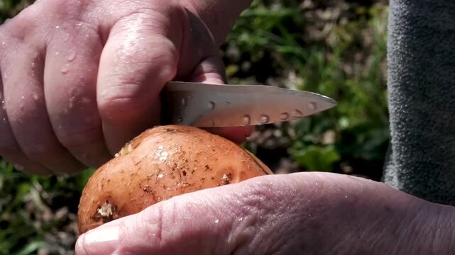 Peeling a potato outside close up. Handheld long shot of male hands in focus holding potato and knife. Shoot outside under bright sun. High quality 4k footage