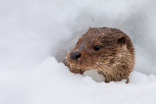 European otter (Lutra lutra) poking head out from deep snow, Riano, Province of Leon, Castile and Leon, Spain. February. 