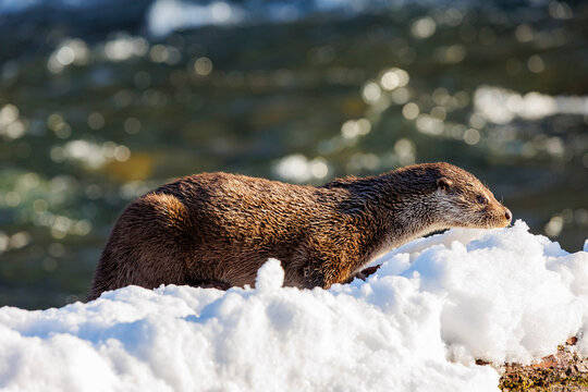European otter (Lutra lutra) walking along snow-covered riverbank, Riano, Province of Leon, Castile and Leon, Spain. February. 