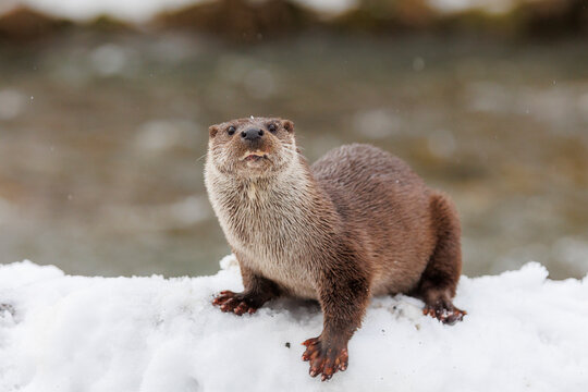 European otter (Lutra lutra) resting on snow, Riano, Province of Leon, Castile and Leon, Spain. February. 