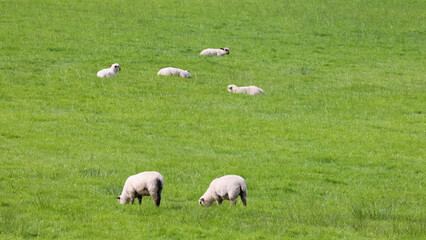 Fototapeta premium Flock of Sheep Grazing and Resting in a Lush Green Field