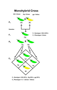 Vector illustration of Mendel's Genetic Concept, Crossing Pea Plant Experiment, Parental Generation, and Pea Pod Seed with Labels, Mendel's Laws, Mendel's Experiments, and Education.