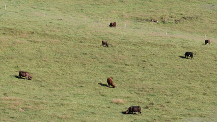 Cattle Grazing on a Sloping Green Hillside in a Rural Pasture © blueringmedia