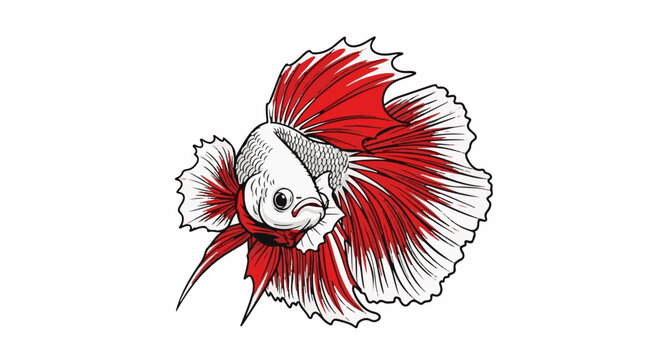 Vibrant red and white betta fish with flowing fins, a striking aquatic creature