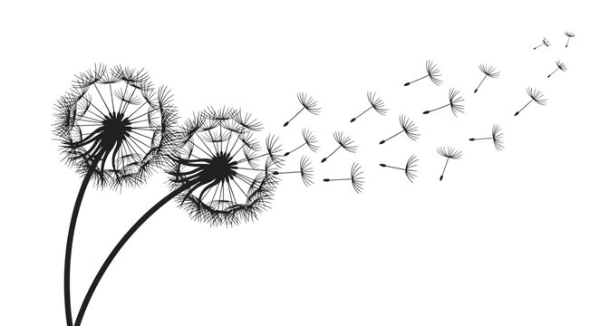 Artistic silhouette of dandelion flowers with delicate seeds being blown away by the wind on a white background.