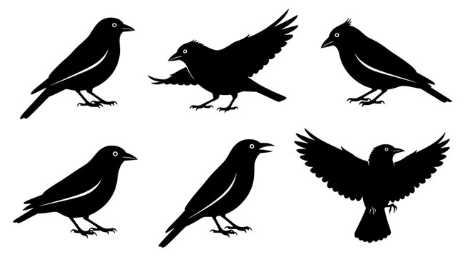Bird silhouette set with flying and perching poses, simple vector style on white background for nature themes