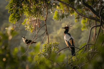 Two Eurasian hoopoe birds perched on tree branches in a natural forest setting, captured in soft light with lush green foliage and shallow depth of field. © AI illustration 