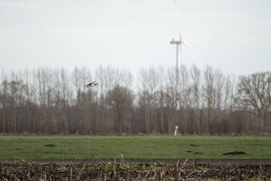 Northern Lapwing in Flight over Farmland with Wind Turbine in Background