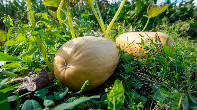 Spaghetti Squash in the Garden