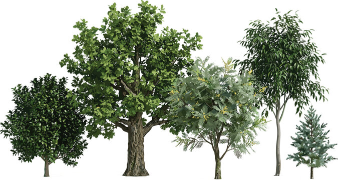 Collection of Green Deciduous and Coniferous Tree Vector Icons with Lush Leaves and Realistic Textures for Landscape Design, Nature Illustration, and Forestry Projects