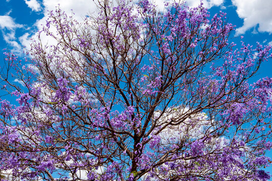 Jacaranda Tree Blossom in Perth - Australia