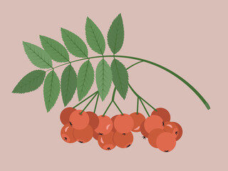 rowan, jarzębina, plant, fruits, tree, botanical illustration, drzewo, owoce, ilustracja botaniczna © Ola
