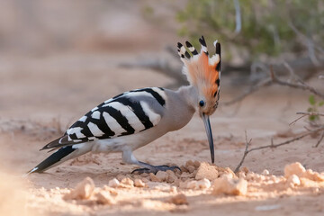 A Eurasian hoopoe bird foraging in sandy terrain with its crest partially raised, captured in soft natural light with shallow depth of field. © AI illustration 