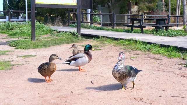 Ducks and drakes walking in park on sunny day, natural light and lively movement create bright and peaceful outdoor atmosphere. Ideal for wildlife content, nature scenes, urban park lifestyle visuals
