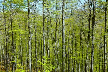 Fototapeta premium Beautiful temperate, deciduous, broadleaf beech forest in spring with green foliage