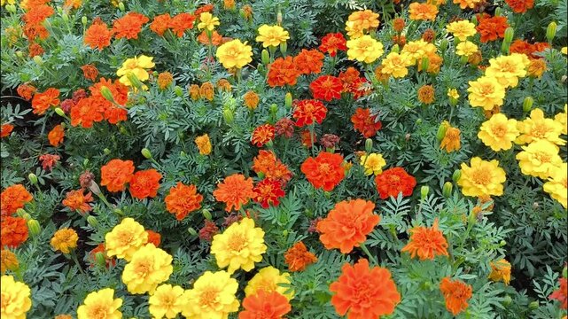 Merigold flowers in the garden, Chiangmai Thailand.
