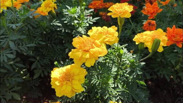 Merigold flowers in the garden, Chiangmai Thailand.