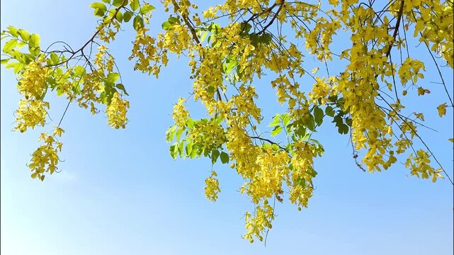  Golden shower tree branches, outdoor Chiangmai Thailand.
