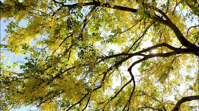  Golden shower tree branches, outdoor Chiangmai Thailand.