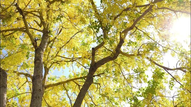  Golden shower tree branches, outdoor Chiangmai Thailand.