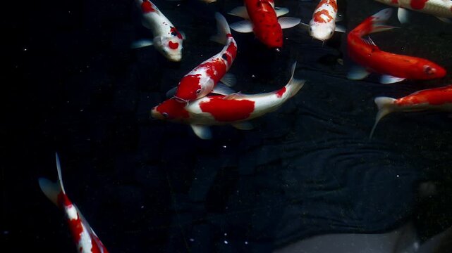 Colorful koi fish close up view with dark background