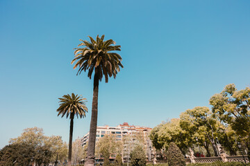 Public park landscape featuring two tall palm trees on a grassy lawn with city buildings and deciduous trees under a clear blue sky. © Darien