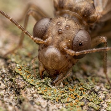 Frontal macro portrait of barklouse head showing ocelli and mandibles