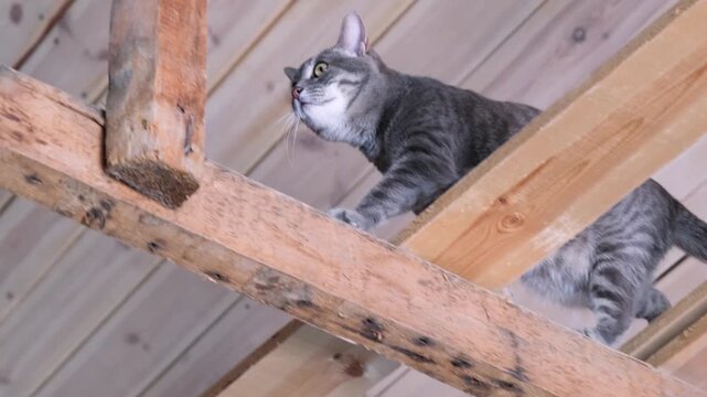 Cute european tabby cat exploring planks under the ceiling of the repairing house, slow motion