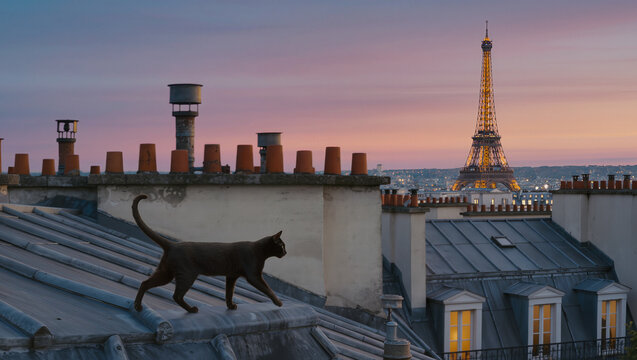 Black cat in Paris