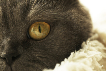 close up portrait of a cat. Animal. Cat. Photo. Kitten. Animal.  © Erika