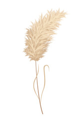 Fototapeta premium Pampas grass branches. Dry feathery head plumes, used in flower arrangements, ornamental displays, interior decoration, fabric print, wallpaper, wedding card. Golden ornament element in boho style