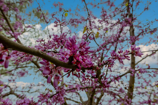 Branches of Judas trees, covered in vibrant pink flowers, in the grounds of the ancient city of Teos.