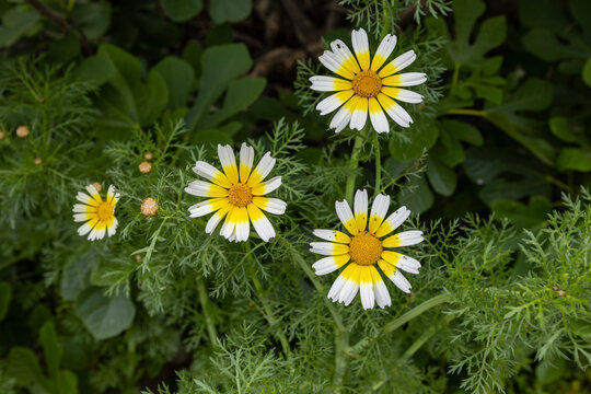 Crown Daisy, Flora of Gran Canaria - Glebionis coronaria, formerly called Chrysanthemum coronarium, garland chrysanthemum natural macro floral background