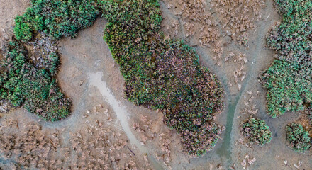 Top down landscape of marsh vegetation meeting shallow coastal waters © Buğra Kaan Ersoy