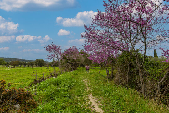 Branches of Judas trees, covered in vibrant pink flowers, in the grounds of the ancient city of Teos.
