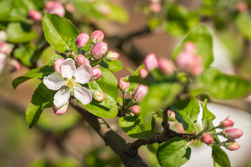 Fototapeta premium A detailed, close-up shot of an apple tree branch in full spring bloom showcases a delicate mixture of white blossoms, developing buds, and fresh green leaves
