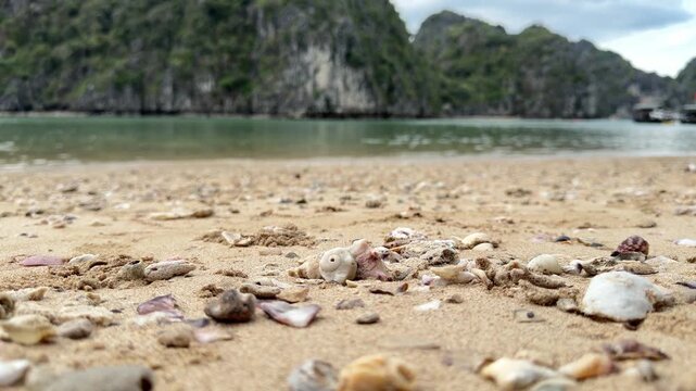 Close up of scattered seashells and coral fragments on a sandy beach at Halong Bay, serene coastal landscape, nature travel