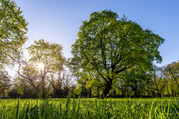 Scenic park panorama  landscape Magdeburg Germany lush green grass tall trees glowing under warm sunlight. Low angle view captures fresh nature atmosphere, clear blue sky peaceful outdoor environment © Kyryl Gorlov