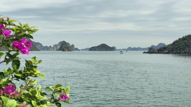 Pink bougainvillea flowers framing serene seascape with limestone karsts of Halong Bay in Vietnam, travel destination, tranquil waters, peaceful atmosphere