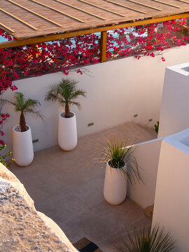 Palm trees in beautiful pots and bougainvillea as Cycladic style decor on Mykonos island in Greece.